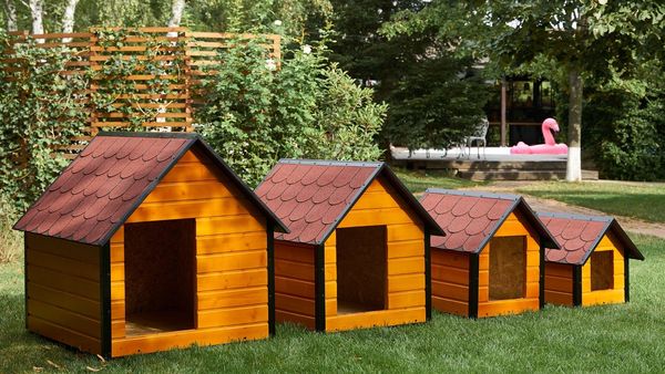 Cele mai potrivite rase de câini pentru familiile cu copii