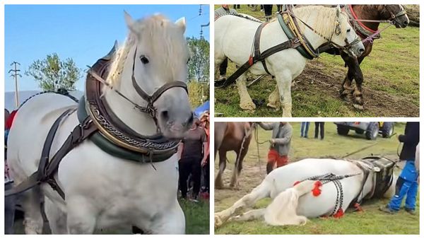VIDEO "Sufla greu, dădea cu piciorul și îngenunchea". Falko a ieşit campion cu preţul vieţii sale! Martorii, noi detalii revoltătoare despre tragedia din Bistrița-Năsăud. E inadmisibil ce a putut să facă proprietarul calului după încheierea probei