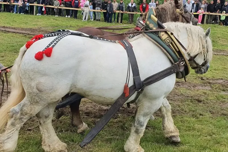 Falko, calul care și-a pierdut viața după concursul de la Bistrița-Năsăud 