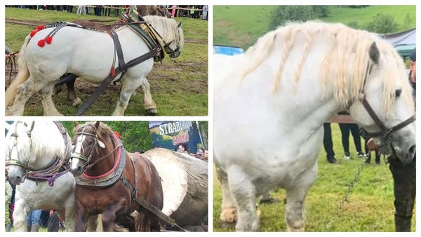 VIDEO Imagini şocante! Proprietarul calului Falko, filmat cum își batjocorește fără milă animalul: "Ce mândrie perfidă să ai? Pentru bani și pentru niște filmări așa sunt animalele tratate"