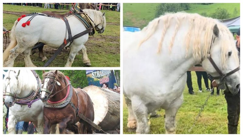 VIDEO Imagini şocante! Proprietarul calului Falko, filmat cum &icirc;și batjocorește fără milă animalul: "Ce m&acirc;ndrie perfidă să ai? Pentru bani și pentru niște filmări așa sunt animalele tratate"