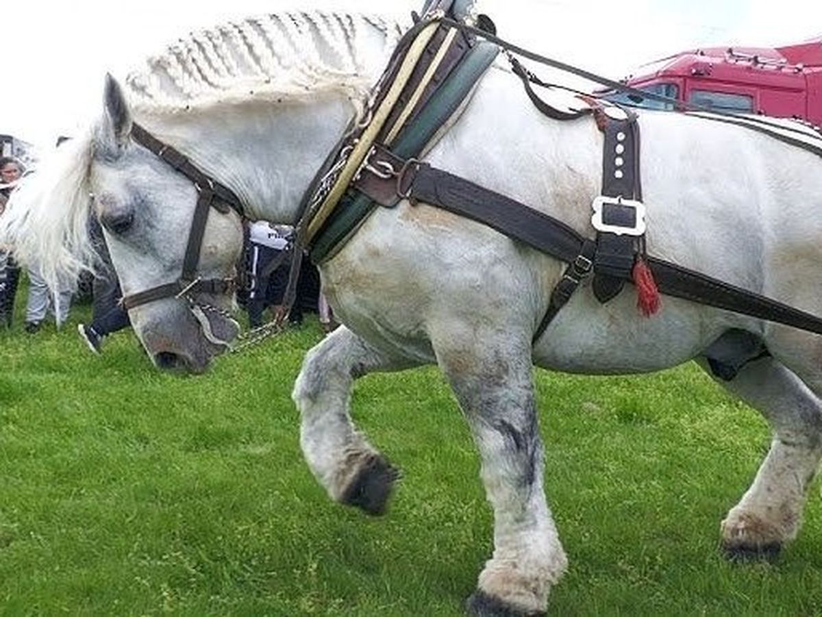 Inconștiență sau nepăsare?! Falko putea să fie salvat dacă proprietarul nu omitea acest detaliu la calul său: "Ce a fost la Cormaia nu se poate numi concurs".  Noile INFORMAȚII răstoarnă ancheta