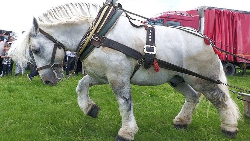 Inconștiență sau nepăsare?! Falko putea să fie salvat dacă proprietarul nu omitea acest detaliu la calul său: "Ce a fost la Cormaia nu se poate numi concurs".  Noile INFORMAȚII răstoarnă ancheta