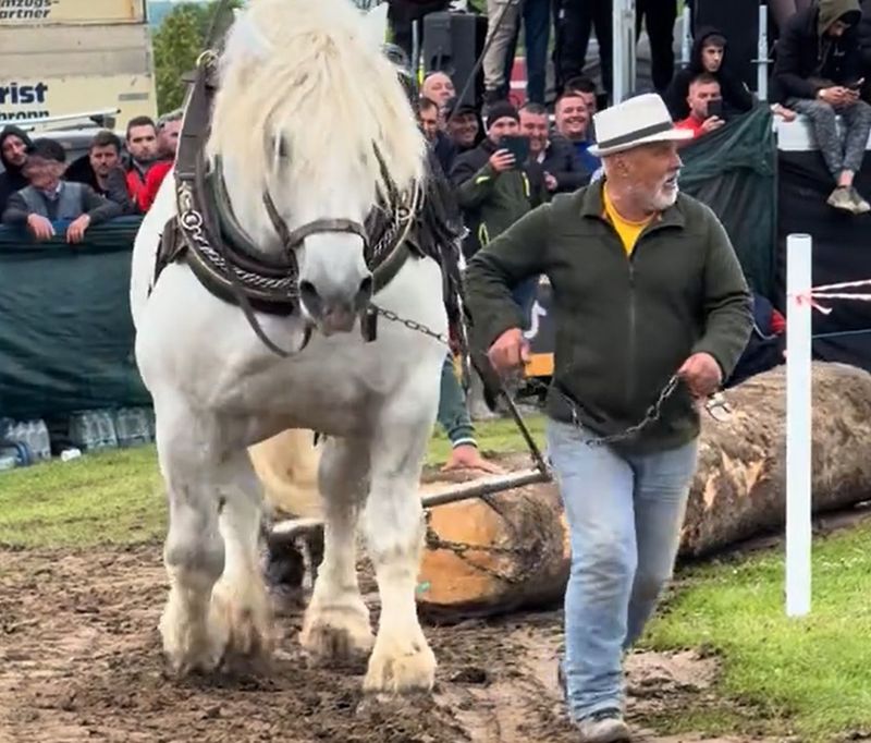 Falko a muritdupă ce a câştigat concursul de tras buşteni la Bistriţa-Năsăud