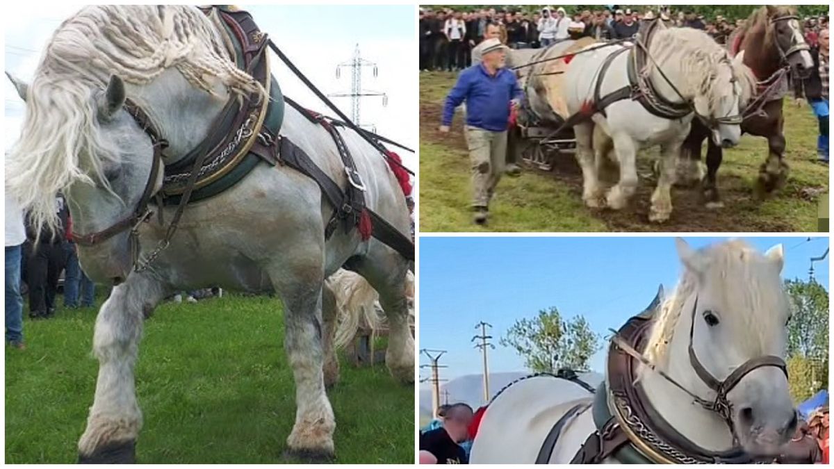 Calul Falko a murit de epuizare imediat după ce a câștigat cursa de tras bușteni de la Sângeorz Băi