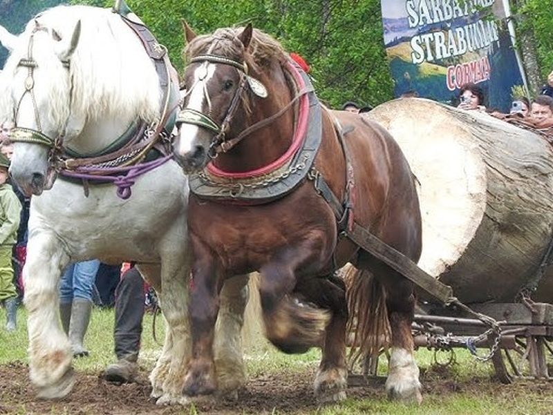 Calul Falko a murit de epuizare imediat după ce a câștigat cursa de tras bușteni de la Sângeorz Băi