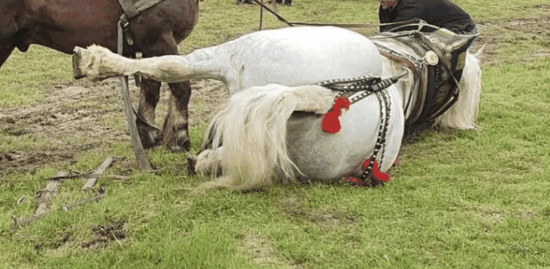 Calul Falko a murit de epuizare imediat după ce a câștigat cursa de tras bușteni de la Sângeorz Băi