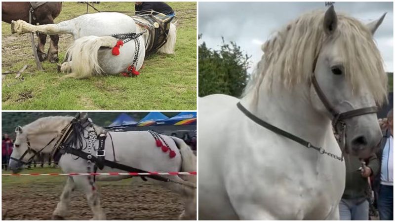 Decizia radicală luată de autorități &icirc;n cazul lui Falko: "A fost totul at&acirc;t de mediatizat, nu putea să meargă altfel". Proprietarul armăsarului a rămas șocat de cele auzite. Ce s-a &icirc;nt&acirc;mplat cu cadavrul calului