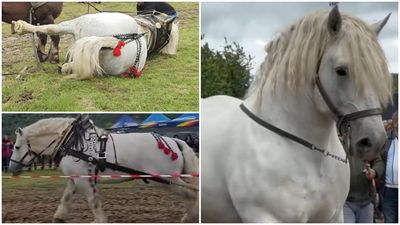 Decizia radicală luată de autorități în cazul lui Falko: