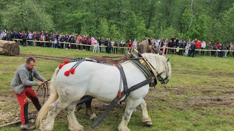 Specialiștii trag un semnal de alarmă după moartea calului Falko