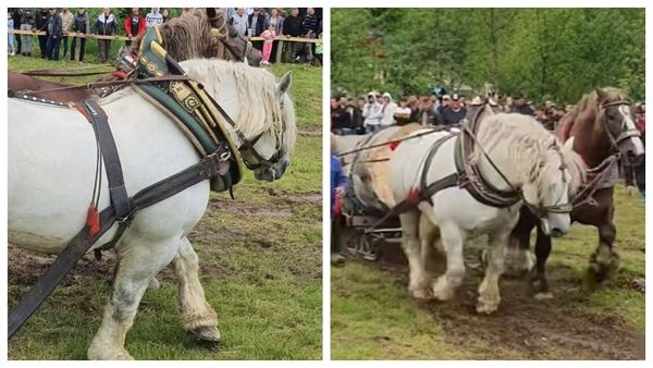 Specialiștii trag un semnal de alarmă după moartea calului Falko! Animalul a murit, &icirc;n aplauze, pentru ambiția stăp&acirc;nului său: &bdquo;Astfel de cazuri &icirc;ncă se &icirc;nt&acirc;lnesc și sunt privite ca normale de către proprietari&rdquo;