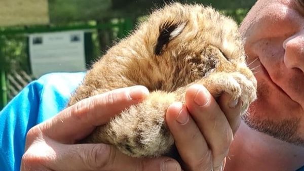 Un ligru s-a născut la Suceava: Felina rară, vedeta unei grădini zoologice private!