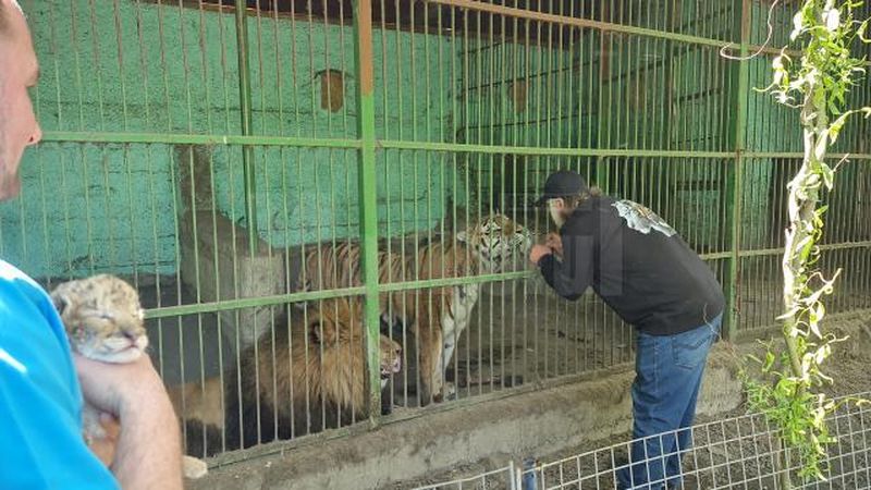 Primul pui de ligru rezultat din incrucisarea unui tigru si a unui leu