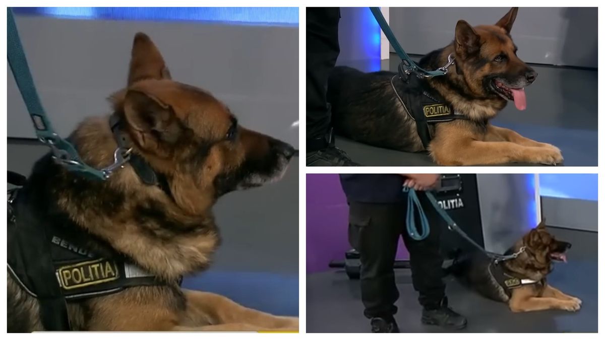 Câinele Dac, eroul din cazul morții Teodorei Marcu