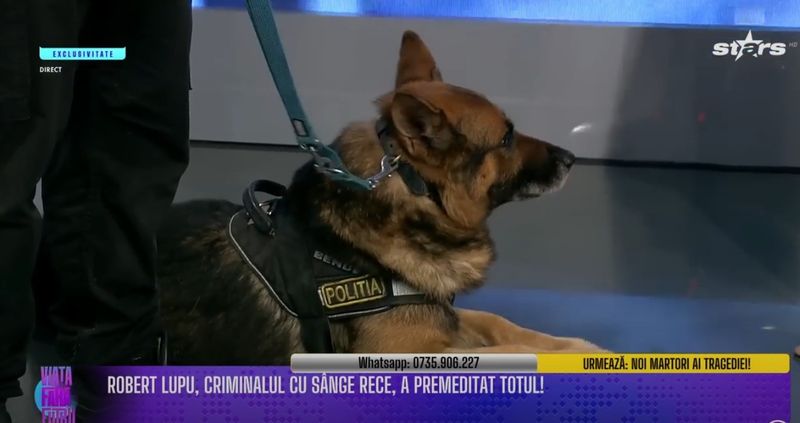 Câinele Dac a devenit un erou după ce a ajutat la prinderea lui Robert Lupu 