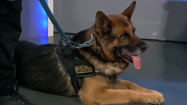 Povestea câinelui Dac, eroul care a ajutat la prinderea lui Robert Lupu, ucigașul Teodorei: „A fost esențial în localizarea suspectului”