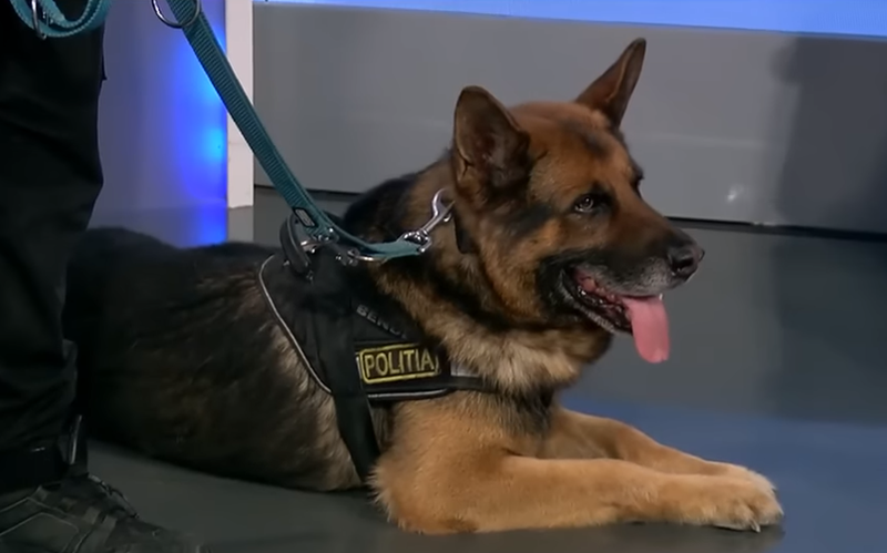 Câinele Dac a identificat poziția lui Robert Lupu după ce a împușcat-o pe Teodora