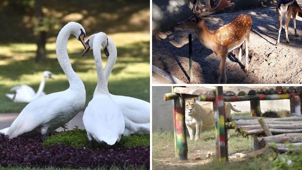 Grădina Zoologică Romanescu din Craiova, un adevarat safari urban &icirc;n inima Olteniei cu peste 272 de exemplare. Reamenajată spectaculos, cu noi habitate ce imită perfect mediul natural al animalelor, te așteaptă zilnic să &icirc;i treci pragul