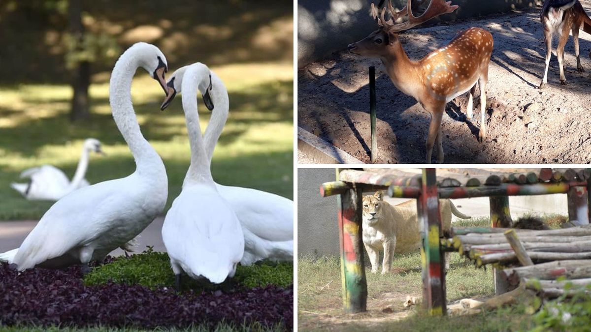 Gradina Zoologica Craiova, un adevarat safari urban