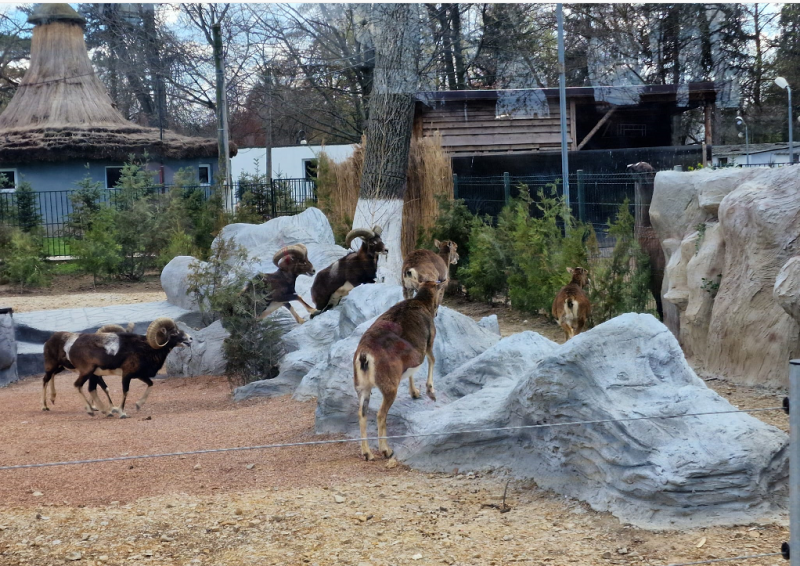Muflonii de la Gradina Zoologica din Craiova