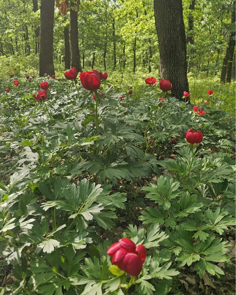 Cum ajungi în Pădurea Bujorului? 