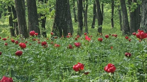 Pădurea Bujorului de la Plenița de l&acirc;ngă Craiova, rezervația naturală unde paradisul roșu &icirc;ți taie răsuflarea! Mii de turiști se adună &icirc;n poiană la Sărbătoarea Bujorului. Iată de ce merită să vii măcar o dată-n viață aici