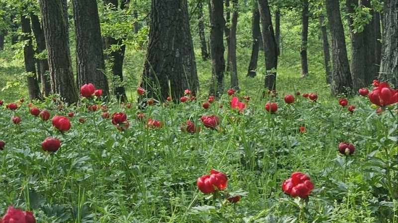 Pădurea Bujorului de la Plenița de l&acirc;ngă Craiova, rezervația naturală unde paradisul roșu &icirc;ți taie răsuflarea! Mii de turiști se adună &icirc;n poiană la Sărbătoarea Bujorului. Iată de ce merită să vii măcar o dată-n viață aici