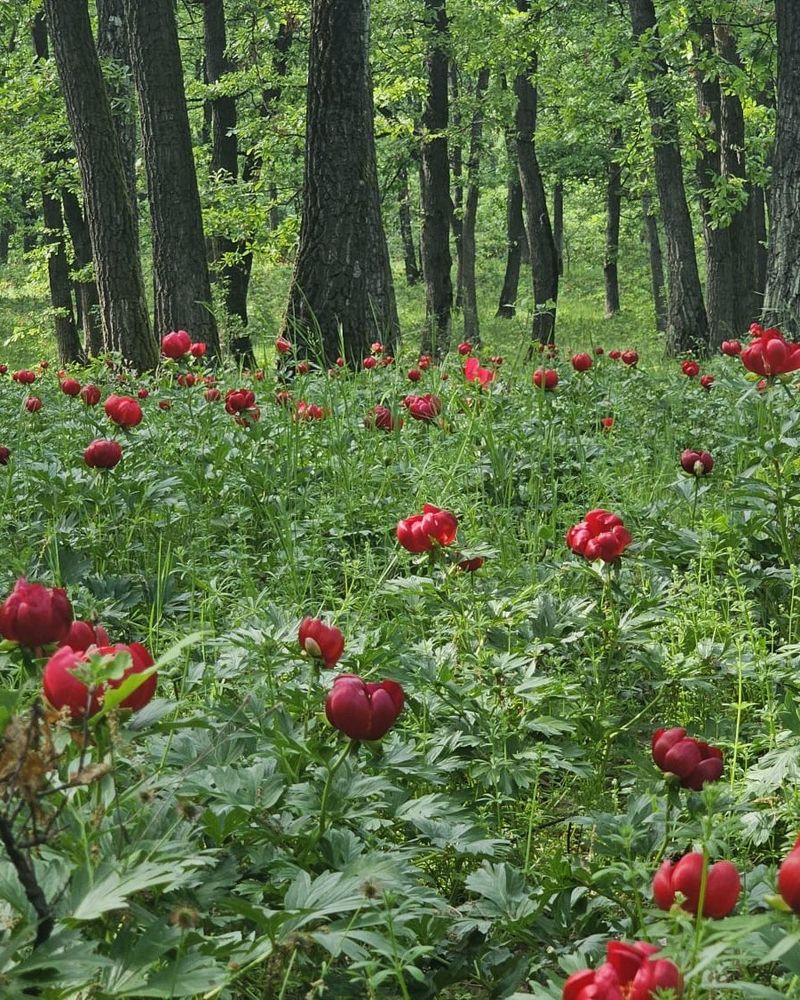 De e e Pădurea Bujorilor de la Plenița atât de specială 