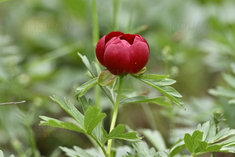 Imagini cu bujorii de la Plenița 