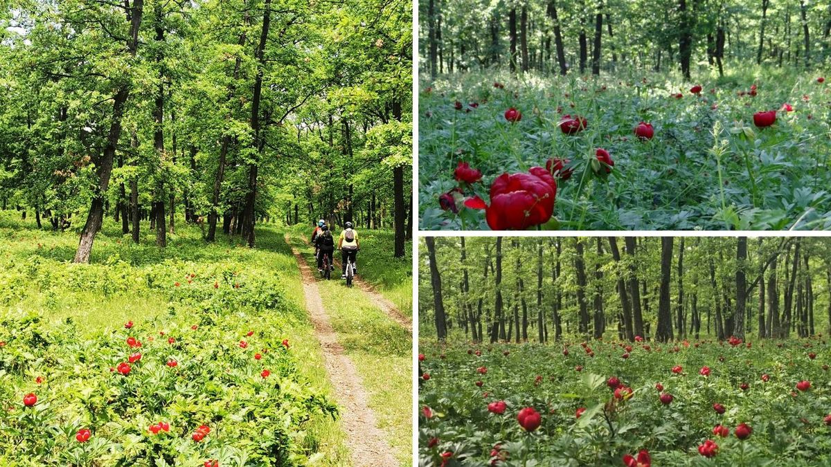 Tot ce trebuie să știi despre Pădurea Bujorului 