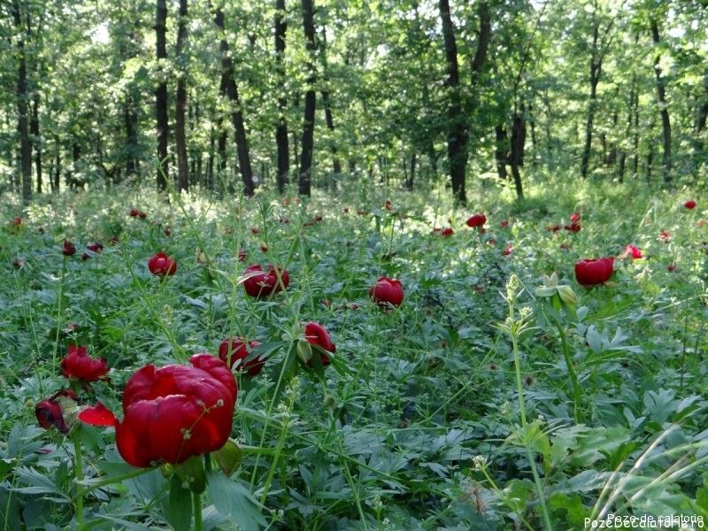 Imagini deosebite din Pădurea Bujorului 