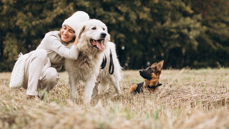 Rom&acirc;nii care au c&acirc;ini riscă o amendă de p&acirc;nă la 10.000 de lei! Ce obligații au indiferent dacă locuiesc la casă sau la bloc?