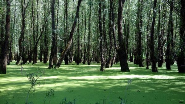 Pădurea Zăval, micul bayou de lângă Craiova. Descoperă una dintre cele mai spectaculoase rezervații ripariene din Oltenia, unică în Romania. Iată cum poți ajunge aici