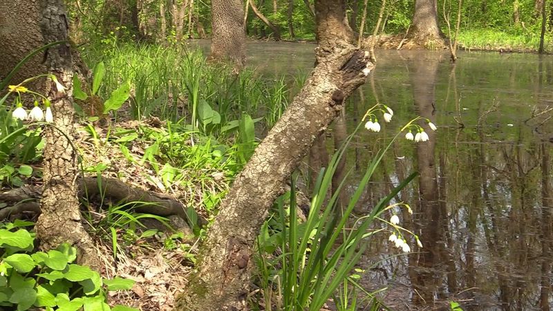 Imagini din Pădurea Zăval 