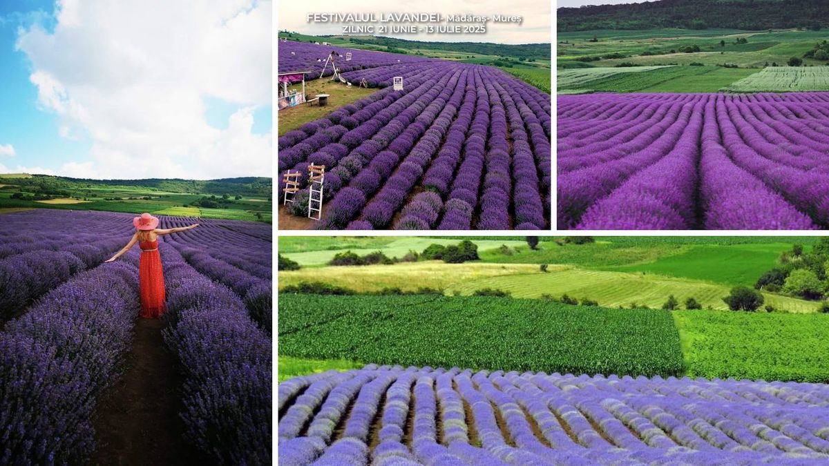 S-a deschis campul de lavanda de la Madaras