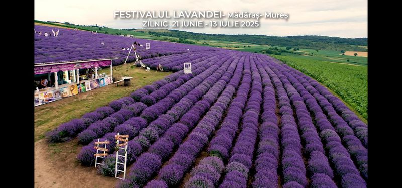 Festivalul lavandei de la Madaras Mures