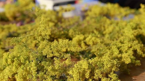 S&acirc;nzienele 2025: Ce se face pe 24 iunie ca să ai noroc &icirc;n dragoste, sănătate și belșug