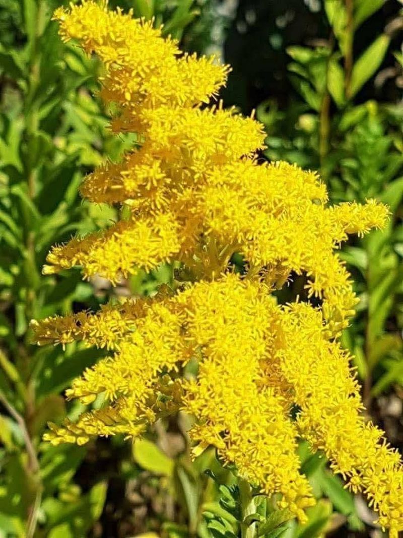 Află ce tradiții se respectă de Sânziene 