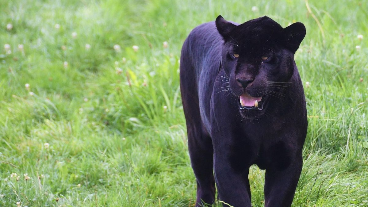 Pantera din Bulgaria, surprinsă la Giurgiu 