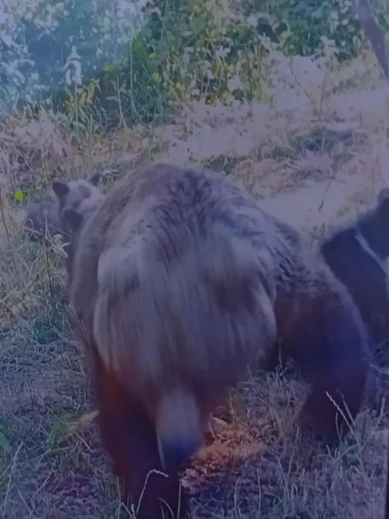  italianul ucis de o ursoaică pe Transfăgărășan 