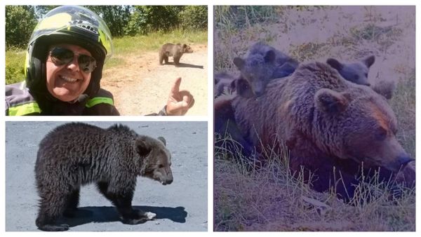 Ce postase italianul ucis de o ursoaică pe Transfăgărășan &icirc;nainte cu o zi să fie atacat. Turistul se oprise chiar sub un panou care interzicea hrănirea animalelor