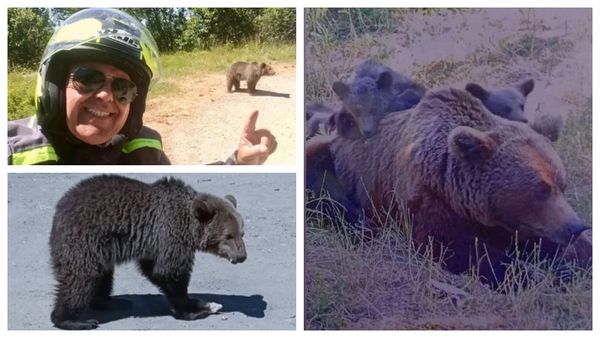 Ce postase italianul ucis de o ursoaică pe Transfăgărășan înainte cu o zi să fie atacat. Turistul se oprise chiar sub un panou care interzicea hrănirea animalelor