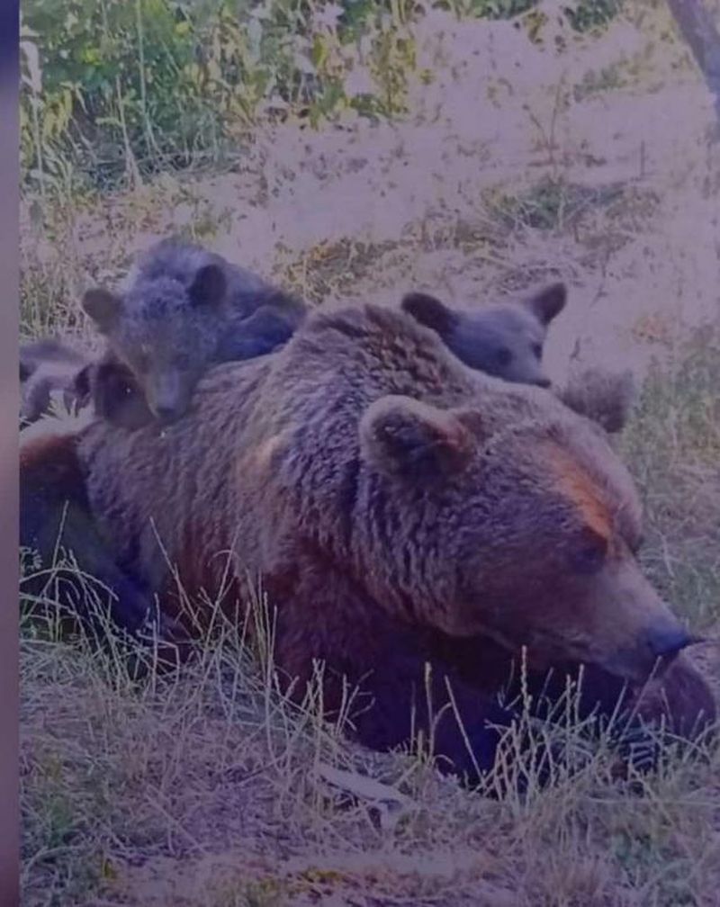 Ce postase italianul ucis de o ursoaică pe Transfăgărășan înainte cu o zi să fie atacat