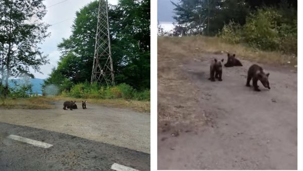 A fost gasit unul dintre cei trei pui ai ursoaicei impuscate pe Transfagarasan. In ce stare se afla: "Este extem de slăbit, flăm&acirc;nd și speriat..."