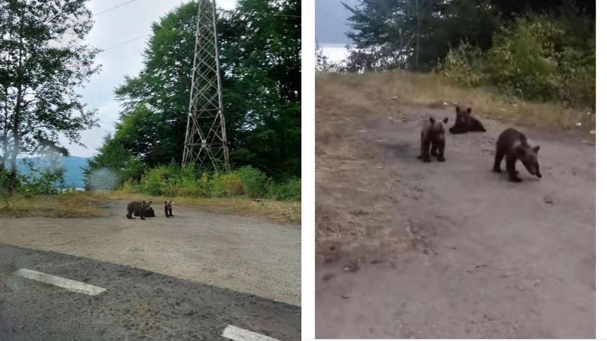 A fost gasit un pui al ursoaicei impuscate