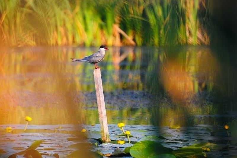 Vezi imaginile surprinse în complexul Preajba-Făcăi