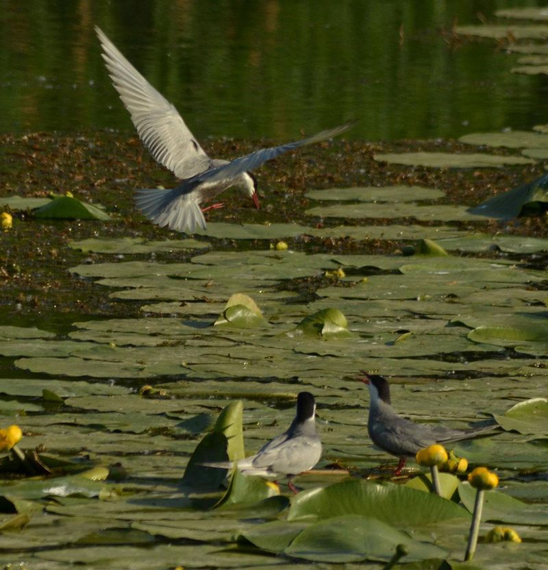 Ce poți face în Preajba-Făcăi? 