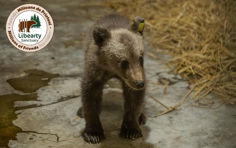 Imagini cu ursulețul Luci, salvat după ce mama lui a fost împușcată 