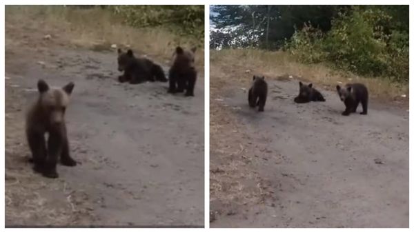 Noi detalii despre ursulețul Luci, salvat după ce mama lui, ursoaica de pe Transfăgărășan, a fost impuscata