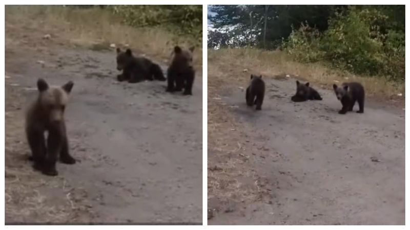 Noi detalii despre ursulețul Luci, salvat după ce mama lui, ursoaica de pe Transfăgărășan, a fost impuscata